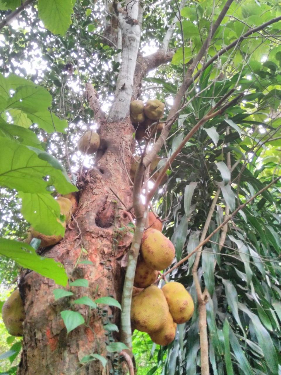 Cordel Farms Mangaluru Exterior foto